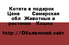 Котята в подарок › Цена ­ 1 - Самарская обл. Животные и растения » Кошки   